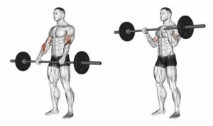 Reverse Curl for biceps workout