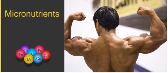 5 Micro nutrition needed for muscle growth